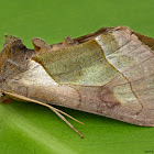 Green-patched Looper Moth