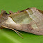 Green-patched Looper Moth
