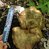 Ash Tree Bolete