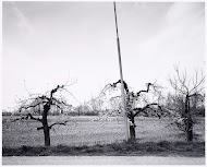 Bloeiende boomgaarden