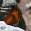 Orange Banner Butterfly