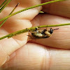 Pine Sawfly