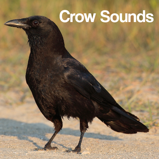 Crow Sounds 音樂 App LOGO-APP開箱王