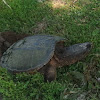 Snapping Turtle