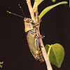 Variegated Grasshopper