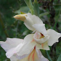 Mini gladiolus