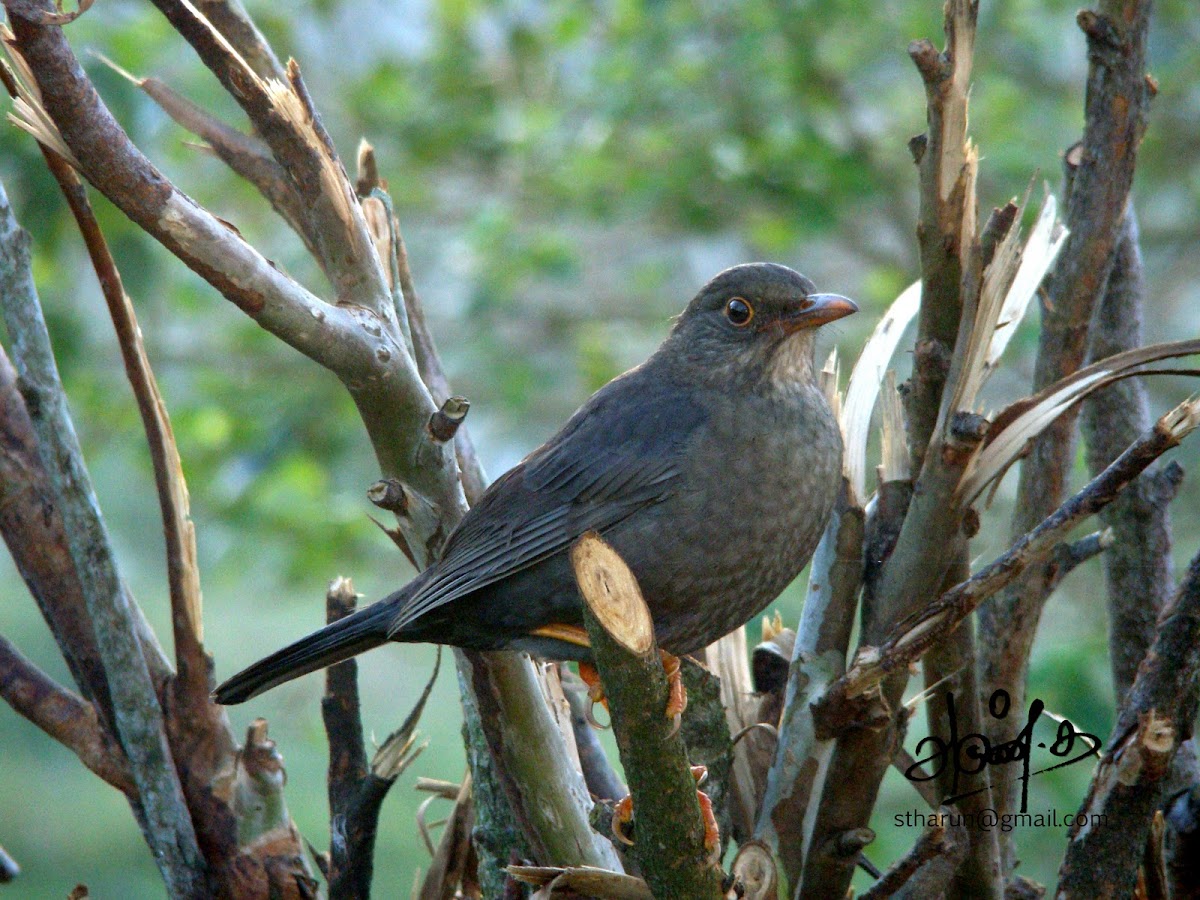 Indian Blackbird - Female