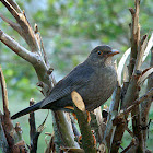 Indian Blackbird - Female
