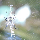 Black and Yellow Garden Spider