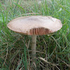 Big sheath mushroom