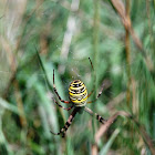 black and yellow orb spider