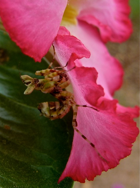 Flower Mantis