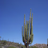 Mexican Giant Cardon or Elephant Cactus