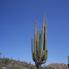 Mexican Giant Cardon or Elephant Cactus