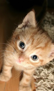 ねこがみ 猫のライブ壁紙 Androidアプリ Applion