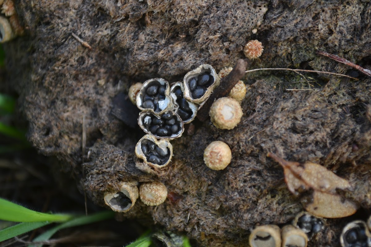 Dung-Loving Bird's Nest Fungus