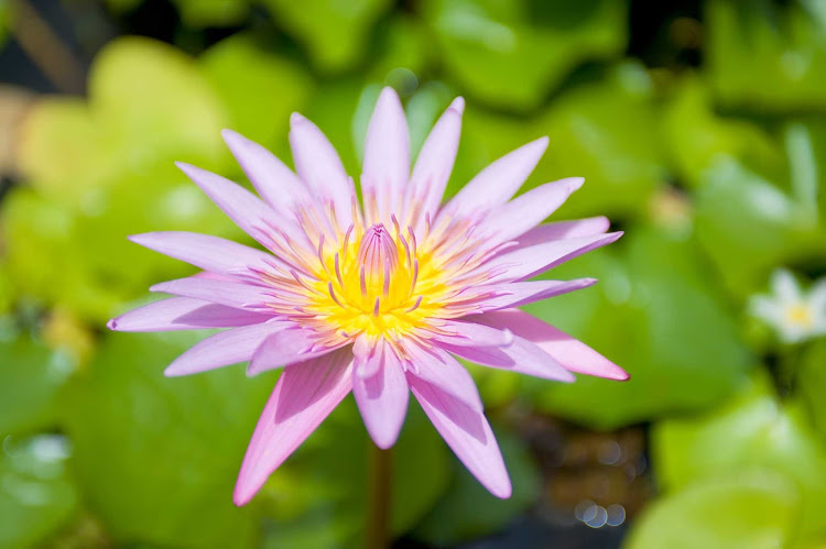 You'll be surrounded by thousands of tropical flowers in the many botanical gardens found throughout Martinique.