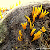Yellow Coral Fungus