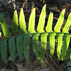 christmas fern