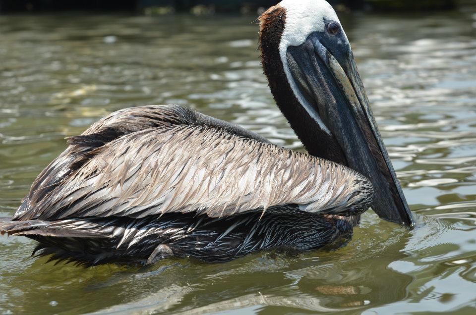 Brown Pelican