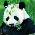 Panda Puzzle logo