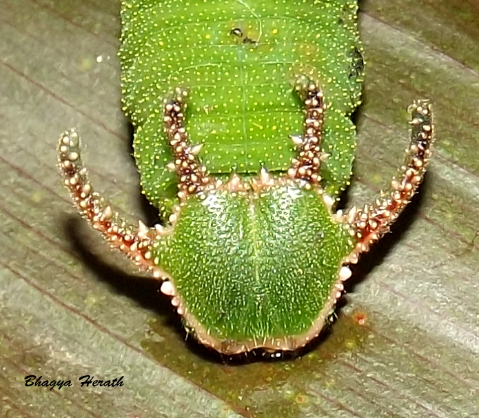 Tawny Rajah Butterfly caterpillar