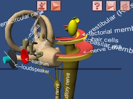 Human Ear structure in 3D APK Gambar Screenshot #3