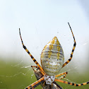 Banded Garden Spider