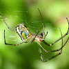 Orchard Orb Weaver Spider