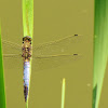 Broad-bodied darter (male)
