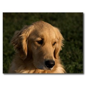 Golden Retriever Dog Wallpaper.apk 1.0