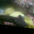 Lake Zacapu Salamander