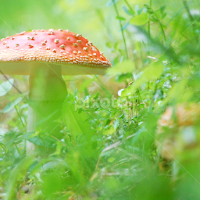 toxic beauty by Serghei Savin - Nature Up Close Mushrooms & Fungi