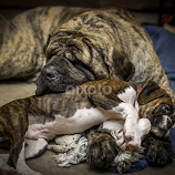 Cuddle time by Keith Wagner -  
