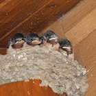 Barn Swallow & nestlings