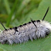 Hickory Tussock caterpillar