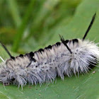 Hickory Tussock caterpillar