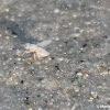 Sand fly