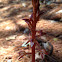 Spotted Coral Root