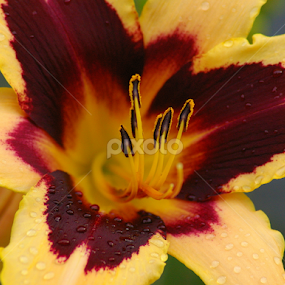 by Marme Potts - Flowers Single Flower
