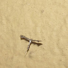 Pustule plume moth