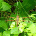 Painted skimmer