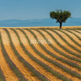Levander fields_Provence by Miroslav Havelka - Landscapes Prairies, Meadows & Fields