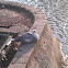 Pato criollo /Muscovy duck