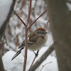 American Tree Sparrow