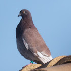 Feral Pigeon; Paloma Bravia