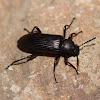 Metallic Tree Darkling Beetle