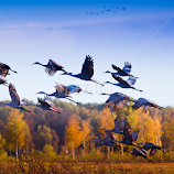 Sandhill Migration by Mark Nicholson -  