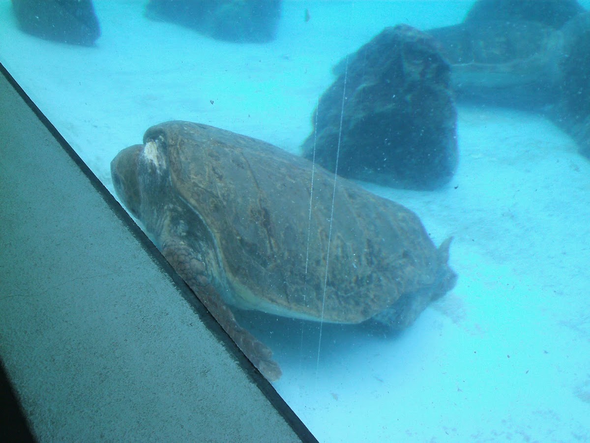 Loggerhead Sea Turtle