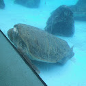 Loggerhead Sea Turtle